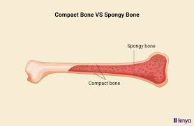 <p>spongy bone (trabecular/cancellous bone)</p>