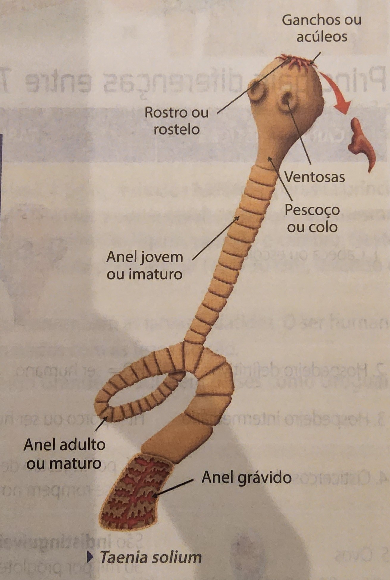 <ul><li><p>platelminto</p></li><li><p>solitária</p></li><li><p>vermes platelmintes de corpo alongado em forma de fita</p></li><li><p>as espécies de tênias mais conhecidas são;</p><ul><li><p>Taenia solium</p></li><li><p>Taenia saginata</p></li><li><p>Echinococcus granulosus</p></li><li><p>Diphyllobothrium latum</p></li></ul></li></ul>