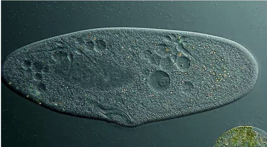 <p>large, unicellular, heterotrophic</p><p>protist</p><p>easy to see nuclear envelope and digestive vacuoles</p><p>Will draw food into the oral groove and enclose food in vacuoles</p>