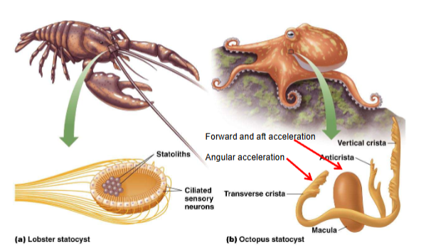 <p><span><span>Statocysts</span></span></p>