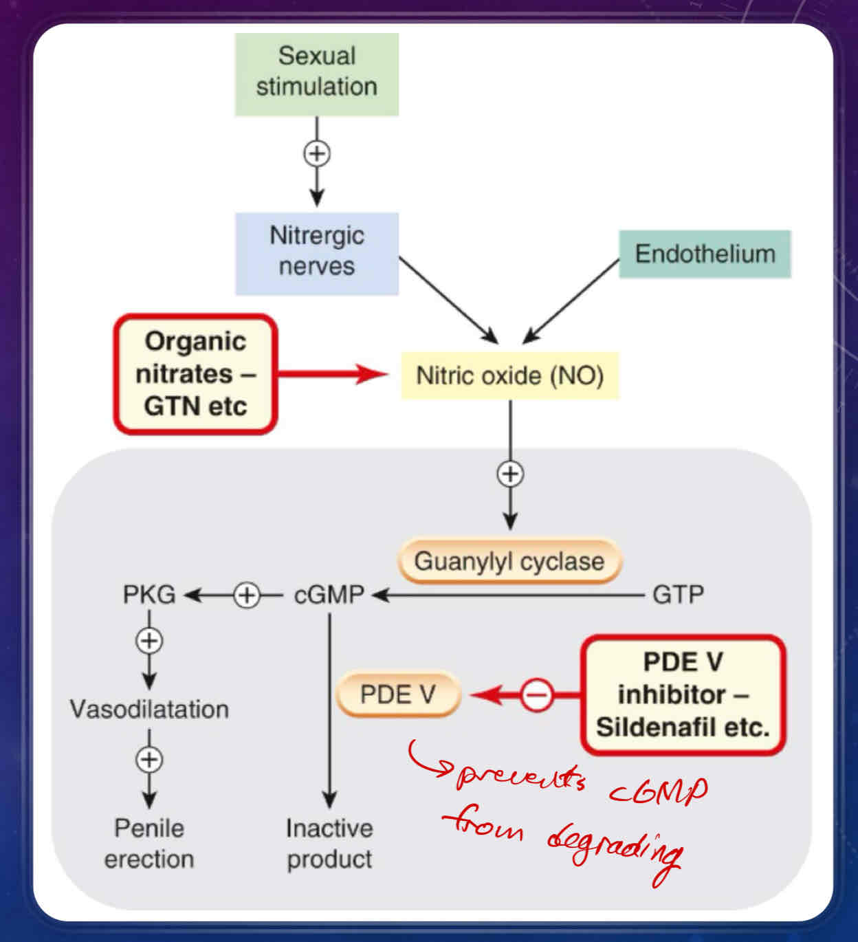 <ul><li><p>sexual stimulation causes nitrergic nerves and the endothelium of the penis to release <strong>nitric oxide (NO)</strong></p></li><li><p>release of nitric oxide activates <strong>guanylyl cyclase</strong>, which converts GTP to cGMP</p></li><li><p>cGMP has two fates</p><ul><li><p>conversion/inactivation to inactive product via the PDE V/5 enzyme</p><ul><li><p><strong>Sildenafil (Viagra) </strong>is a PDE V inhibitor that promotes penile erection</p></li></ul></li><li><p>conversion to PKG, which causes vasodilation in the penis, thus promoting a penile erection</p></li></ul></li></ul>