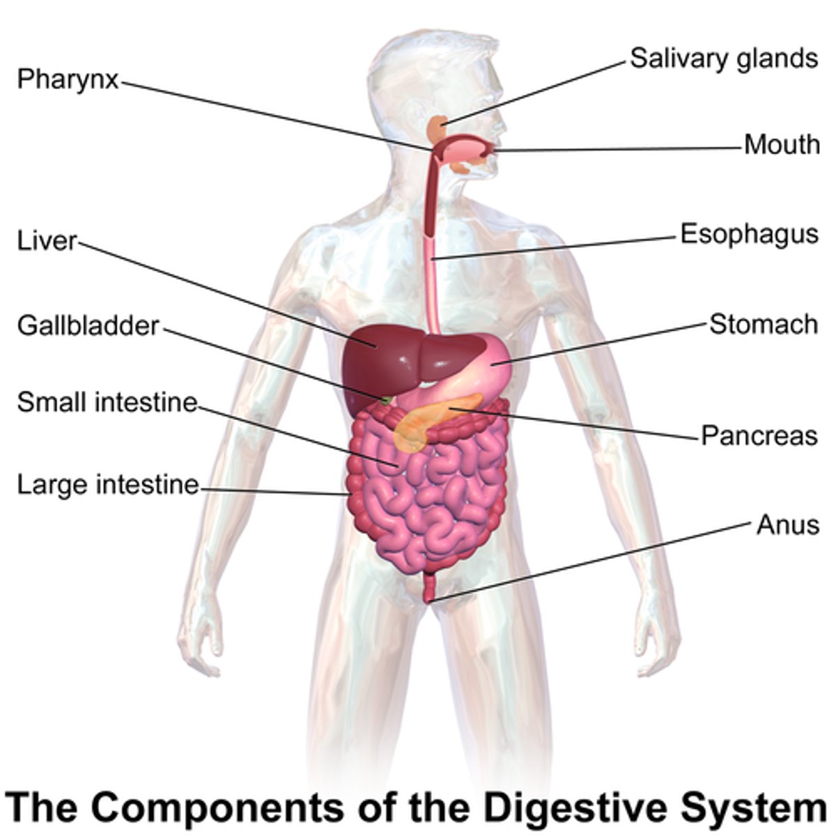 <p>Digestive system</p>
