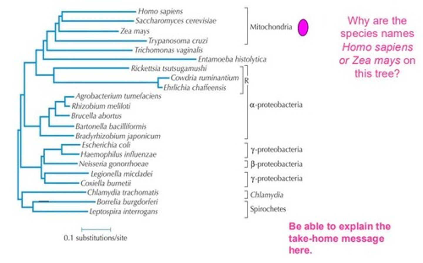 <p>It acts as a defensive system that protects cells from infection by adapting and disrupting specific DNA.</p>