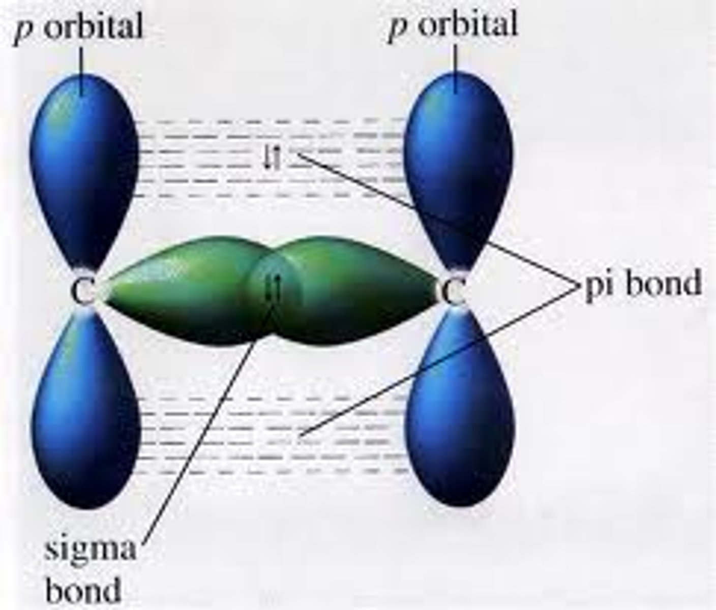 <p>- alkenes contain a π bond and a σ bond</p><p>- head on overlap of σ bond's p orbitals</p><p>- sideways overlap of π bond's p orbitals</p><p>- hence the C=C bond is an area of high electron density</p><p>- more susceptible to electrophilic attacks => more reactive</p>