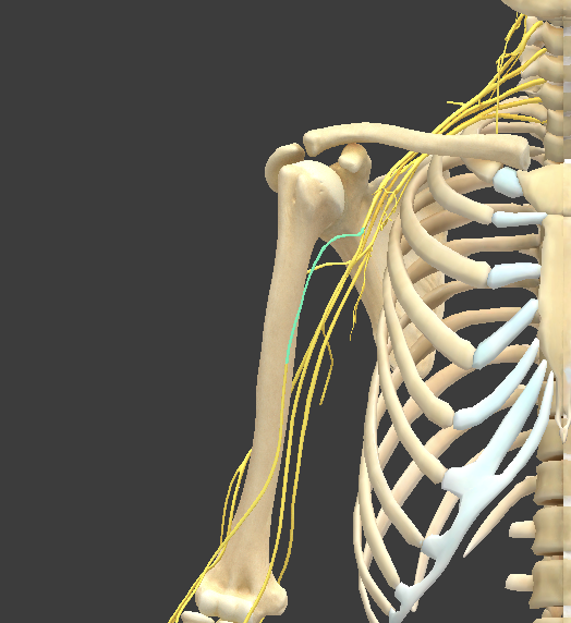 <p>What structure is shown?</p>
