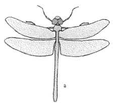 <p>Order of dragonflies and damselflies</p>