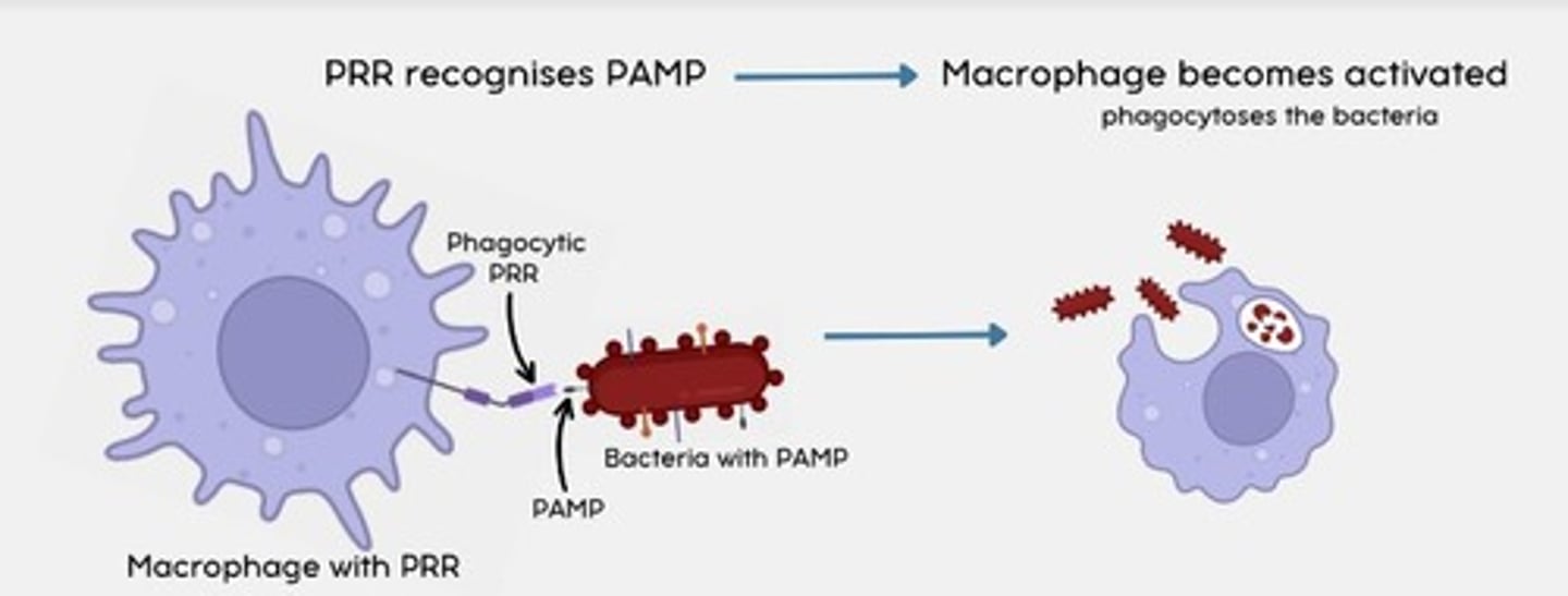 <p>When a phagocytic PRR detects a PAMP, the macrophage becomes activated.</p><p>This leads to phagocytosis of the bacteria by the macrophage.</p>