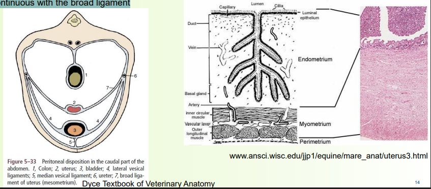 <p> Serosal layer (perimetrium) outer surface</p><p>• Continuous with the <strong>broad ligame</strong>nt (like a mesentery in gi tract)</p>