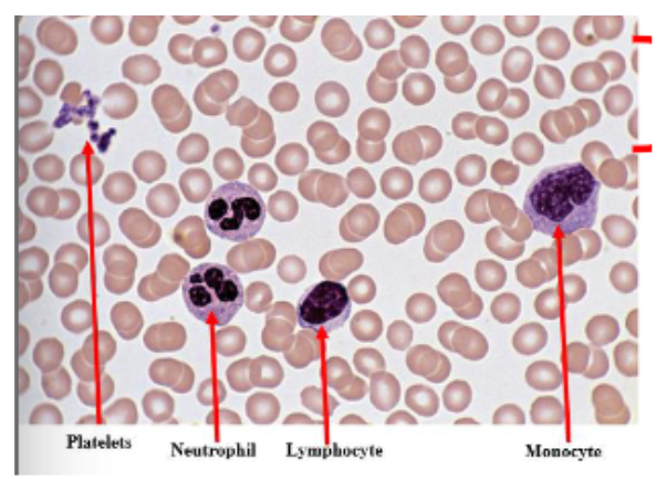<p>from left to right: platelets, neutrophils, lymphocyte, monocyte</p>