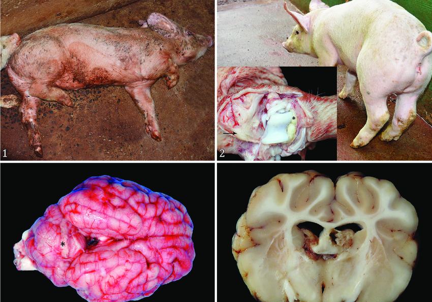 <p><span><span>Streptococcosis are any diseases caused by the bacteria Streptococcus. Species are classified based in their hemolytic properties:</span></span></p><ul><li><p><span><span>Alpha-hemolytic species cause oxidization of iron in hemoglobin</span></span></p></li><li><p><span><span>Beta-hemolytic species cause complete rupture of RBC</span></span></p></li><li><p><span><span>Gamma-hemolytic species cause no hemolysis</span></span></p></li></ul><p></p><p><span><strong><u><mark data-color="blue" style="background-color: blue; color: inherit;"><span>Streptococcal meningitis of pigs</span></mark></u></strong></span></p><p><span><strong><span>Caused by:</span></strong><em><span> </span><mark data-color="red" style="background-color: red; color: inherit;"><span>Streptococcus Suis </span></mark></em><mark data-color="red" style="background-color: red; color: inherit;"><span>type 2</span></mark></span></p><p><span><strong><span>Susceptible species:</span></strong><span> </span></span></p><ul><li><p><span><span>Affect swine (10-14 days post weaning), cattle, sheep, goats and humans. </span><mark data-color="red" style="background-color: red; color: inherit;"><span>Zoonotic!</span></mark></span></p></li></ul><p><strong>Transmission: </strong></p><ul><li><p><span><span>Source of infection is from </span><mark data-color="red" style="background-color: red; color: inherit;"><span>healthy carriers</span></mark><span> (present in </span><mark data-color="red" style="background-color: red; color: inherit;"><span>tonsils,</span></mark><span> nasal mucosa, vaginal secretions)</span></span></p></li><li><p><span><span>ingestion, inhalation or nose-to-nose contact, and from mother to young. </span></span></p></li><li><p><span><mark data-color="red" style="background-color: red; color: inherit;"><span>Stress </span></mark><span>increase the risk (thus during weaning)</span></span></p></li><li><p><span><span>The bacteria can reside in tonsils for more than 1 year.</span></span></p></li></ul><p><strong>Epizootology:</strong></p><ul><li><p><span><span>IP: 24h-2weeks</span></span></p></li></ul><p><strong>Clinical signs:</strong></p><ul><li><p><span><span>Young animals: </span><mark data-color="red" style="background-color: red; color: inherit;"><span>septicemia, arthritis</span></mark></span></p></li><li><p><span><span>Older animals: </span><mark data-color="red" style="background-color: red; color: inherit;"><span>meningitis, endocarditis</span></mark></span></p></li><li><p><span><mark data-color="red" style="background-color: red; color: inherit;"><span>Sudden death </span></mark><span>of several pigs</span></span></p></li><li><p><span><span>Fever, anorexia, depression, tremor, </span><mark data-color="red" style="background-color: red; color: inherit;"><span>ataxia, convulsions, blindness</span></mark></span></p></li><li><p><span><span>Lameness, abscesses</span></span></p></li></ul><p></p><p><strong>Diagnosis</strong></p><ul><li><p><span><span>Isolation of bacteria from CSF, brain, lungs, synovial fluids, heart</span></span></p></li></ul><p><span><strong><span>Prevention and treatment: </span></strong></span></p><ul><li><p><span><span>good hygiene, quarantine, ATB, </span><mark data-color="red" style="background-color: red; color: inherit;"><span>vaccination not effective</span></mark></span></p></li></ul><p></p><p><span><u><span>Other diseases:</span></u></span></p><ul><li><p><span><span>Strangles</span></span></p></li></ul><ul><li><p><span><span>Mastitis (</span><em><span>S. agalactiae, S. dysgalactiae</span></em><span>)</span></span></p></li><li><p><span><span>Avian streptococcosis</span></span></p></li><li><p><span><span>Streptococcosis of dogs and cats</span></span></p></li></ul><p></p>