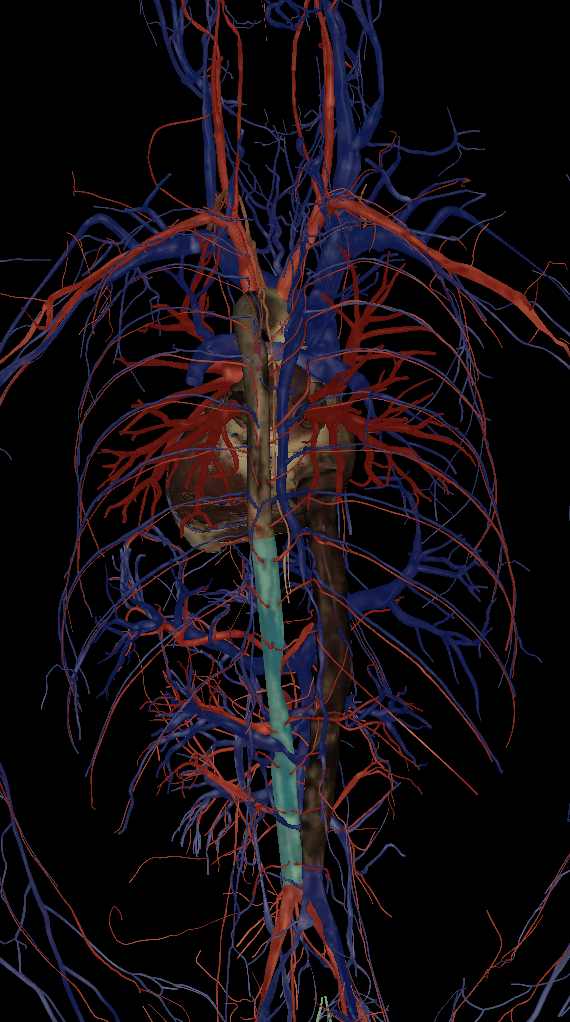 <p>Name the structure highlighted (posterior view)</p>