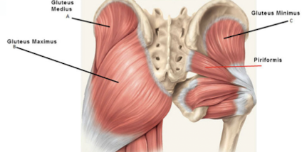 <p>Identify this muscle?</p>