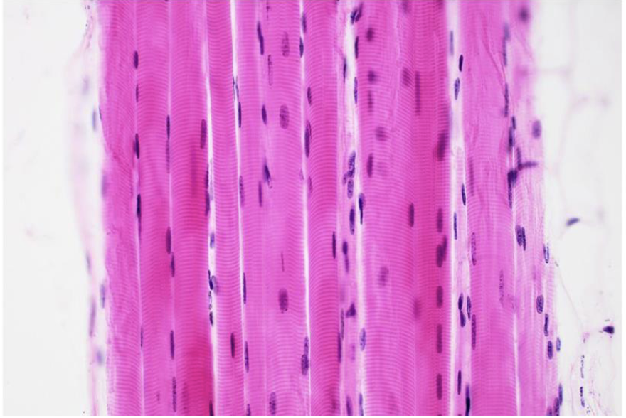 <p>what tissue is this </p>
