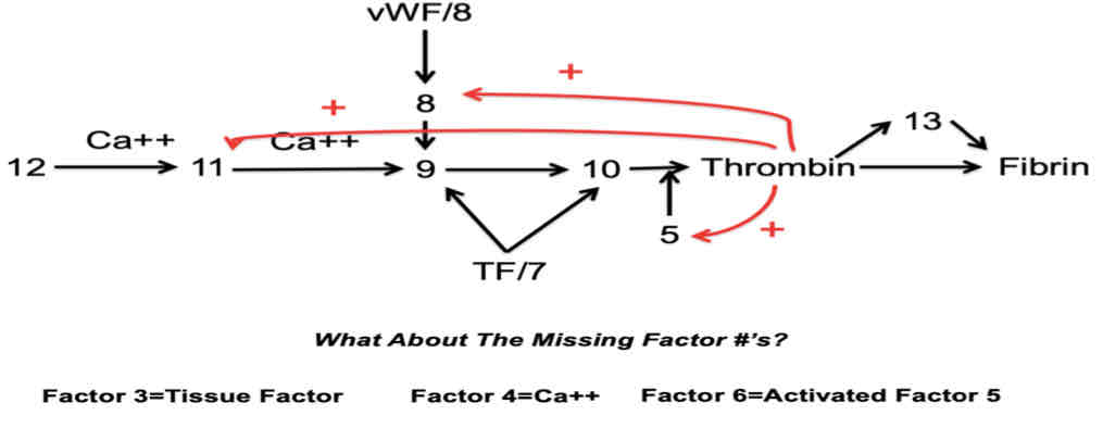 knowt flashcard image