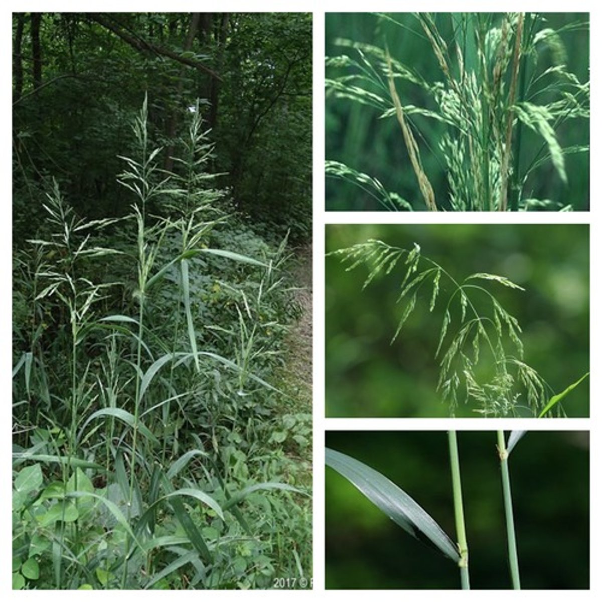 <p>-soft feeling<br>-open sheath<br>-common bottomland plant<br>-tiny spikes/ridges on floret<br>-no basally disposed leaves</p>