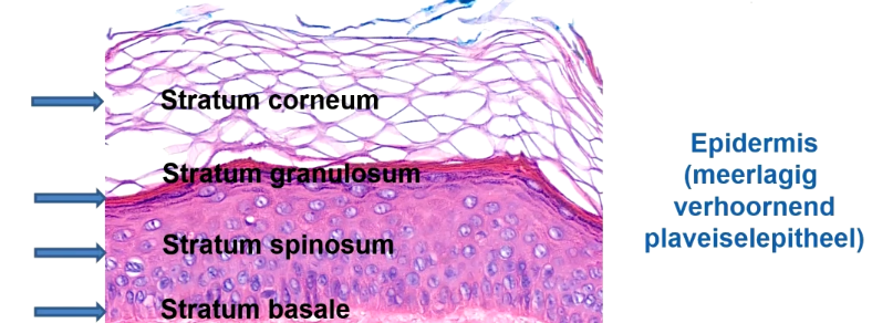 <p>Van beneden naar boven</p><ul><li><p>Stratum basale: Enkele cellaag. Cellen staan parallel aan elkaar. De cellen differentiëren vanuit hier steeds naar boven tot keranocyten</p></li><li><p>Stratum spinosum: Meerdere lagen van de plaveiselcellen (keranocyten). Dikste laag</p></li><li><p>Stratum granulosum: Hier zitten korrels cytoplasma, waarin granules in cytoplasma zit.</p></li><li><p>Stratum corneum (hoornlaag): Laag dode keranocyten. Belangrijkste barriere van het huid. Cellen verliezen boven hun kern en komen in stratum corneum terecht.</p></li></ul><p>De stratum lucidum is een extra laag tussen corneum en granulosum. Lichtgrijs gebied die dient als extra bescherming</p><p></p>