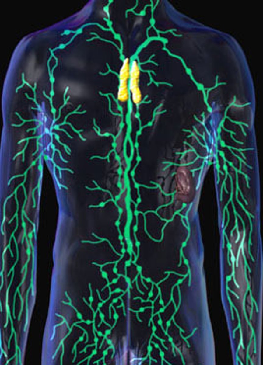 <p>Consists of lymph nodes, lymphatic vessels, thymus, spleen, tonsils<br>--&gt; Function: recovery of excess tissue fluid, detection of pathogens, production of immune cells, defense against diseases</p>