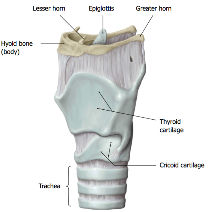 <p>2 greater cornua- 2 lesser cornua; larynx is suspended from it </p>