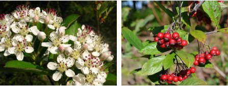 <p>-berries hang down from ends of branches</p>