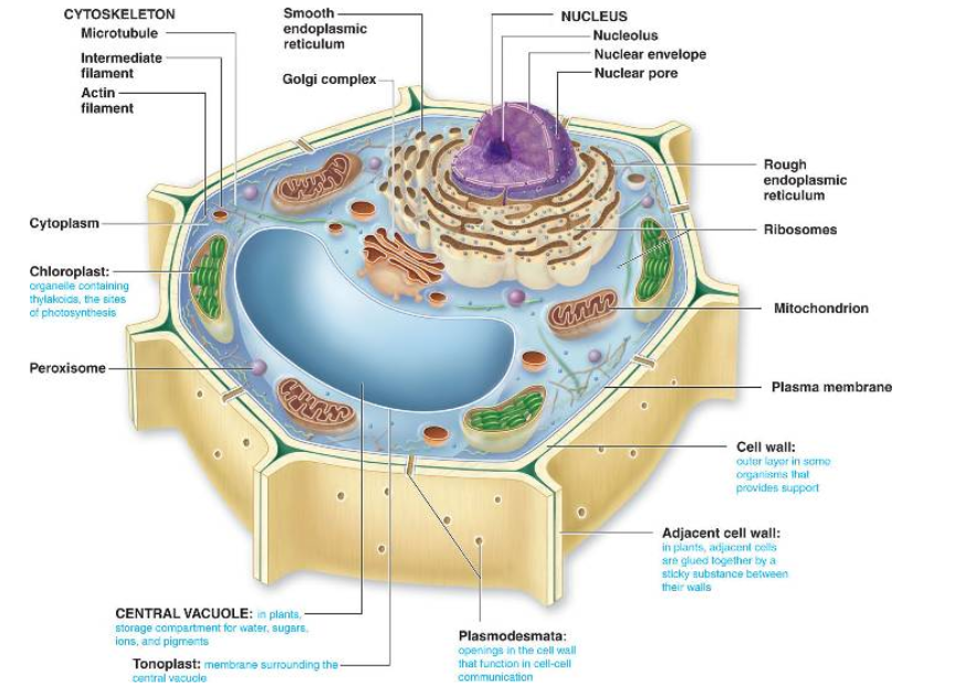 <p>All living organisms are composed of one or more cells; the cell is the most basic unit of life; all cells arise from pre-existing, living cells.</p>