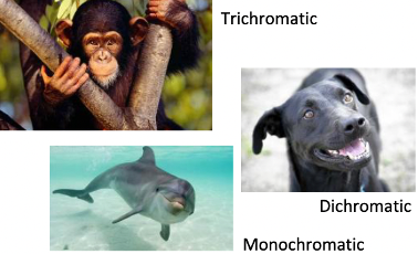<p>Refers to species like humans and monkeys that have <span style="color: red">three types</span> of photoreceptors for color vision.</p>