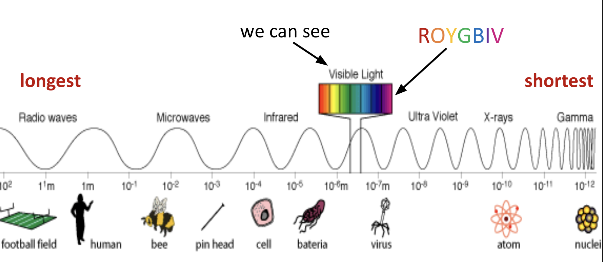 <ul><li><p>a representation of the types of electromagnetic waves arranged according to wavelength</p></li><li><p>only waves that we can see are <em>visible light </em>(roygbiv)</p></li></ul><p></p>