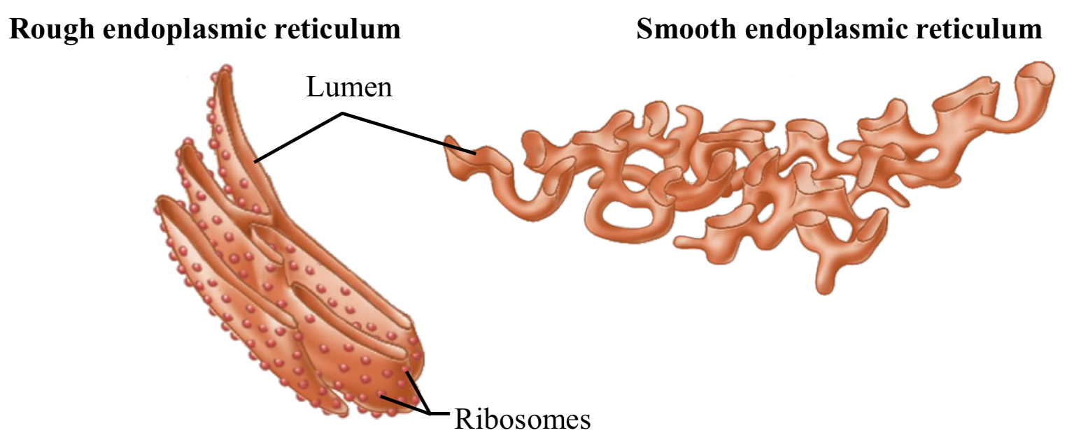 <ul><li><p>ER: fluid-filled membranous system</p></li><li><p>2 types</p><ul><li><p>RER</p><ul><li><p>granular: ribosomes bound to its cytosolic surface</p></li><li><p>flattened sacs</p></li><li><p>function: synthesis of proteins by bound ribosomes then post-translational modifications of proteins</p><ul><li><p>modifications needed for protein to become fully functional</p></li></ul></li></ul></li><li><p>SER</p><ul><li><p>agranular: no ribosomes</p></li><li><p>branched tubular structure</p></li><li><p>functions</p><ul><li><p>synthesizes lipids (fatty acids, steroids)</p></li><li><p>stores Ca<sup>2+</sup> (muscle cells, sarcoplasmic reticulum)</p></li><li><p>drug detoxification (liver cells)</p></li></ul></li></ul></li></ul></li></ul><p></p>