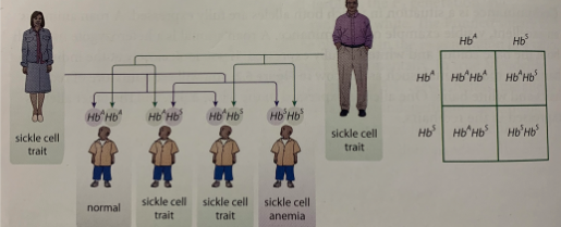 <p><span style="color: yellow;">Both alleles </span>for a <span style="color: yellow;">trait </span>are <span style="color: yellow;">equally expressed </span>in a <span style="color: yellow;">heterozygote</span></p>