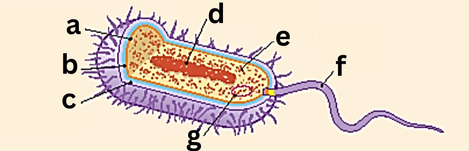 <p><span style="color: rgb(0, 0, 0);"><span>Label This Diagram</span></span></p><p><span style="color: rgb(0, 0, 0);"><em><span>The Structure of Bacteria</span></em></span></p>