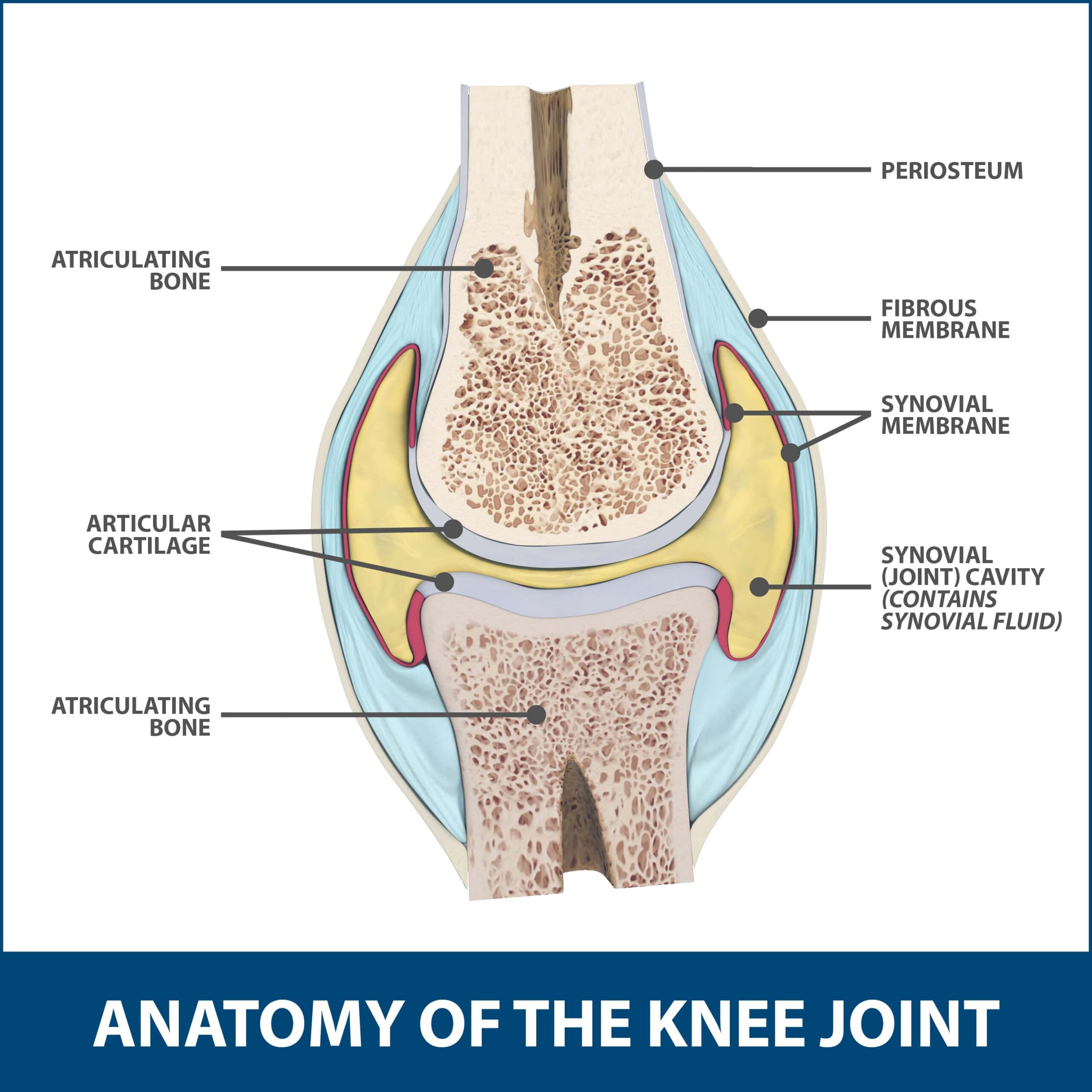 <p>Evidence of adult bone cartilaginous past</p><p>-smooth, slippery, malleable, and bloodless</p>