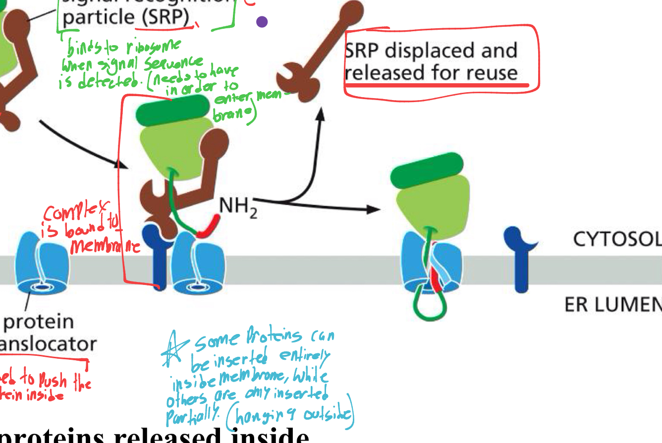 <p>It pushes the protein inside the membrane. </p><p>and the SRP is released so it can be recycled. </p>