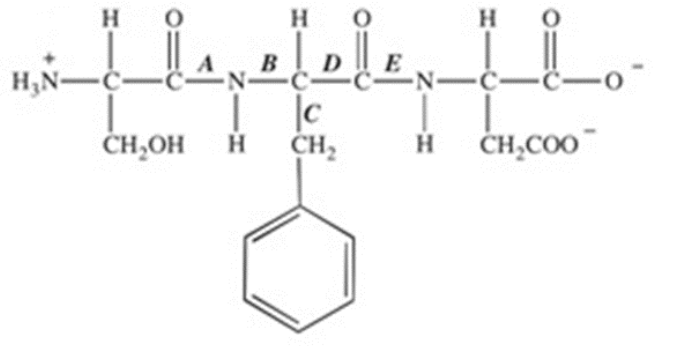 <p>The protease enzyme chymotrypsin cleaves peptide bonds on the carbonyl side of aromatic amino acids. Which labeled bond in the peptide below would be cleaved by chymotrypsin?</p>