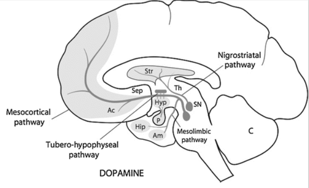 <p>originates from 2 nuclei in tegmentum</p><ul><li><p>substantia nigra pars compacta</p></li><li><p>ventral tegmental area</p><p></p></li><li><p>projects to some, but not all brain areas; also made in hypothalamus</p></li><li><p>tyrosine = dietary precursor → converted to DA by enzymes (first converted to DOPA)</p></li></ul><p></p>