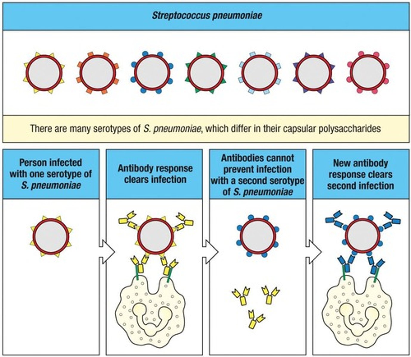 <p>Different strains have antigenically different capsular polysaccharides.</p>