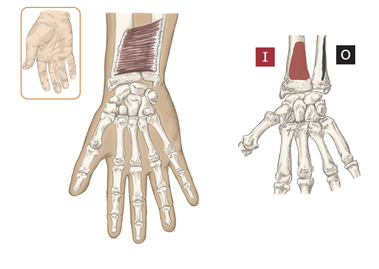 <p>O- (Anterior) Distal Ulna</p><p>I- (Anterior) Distal Radius</p><p>A- Forearm pronation</p>