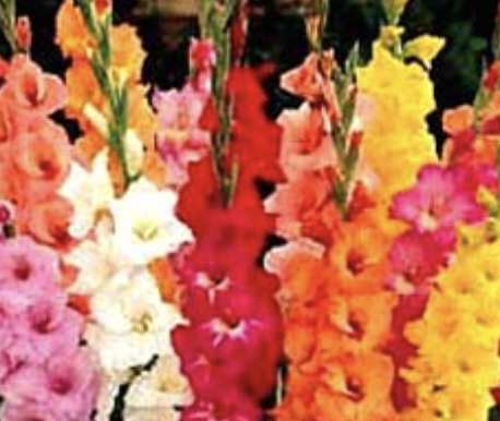 <p>Name This Flower</p>
