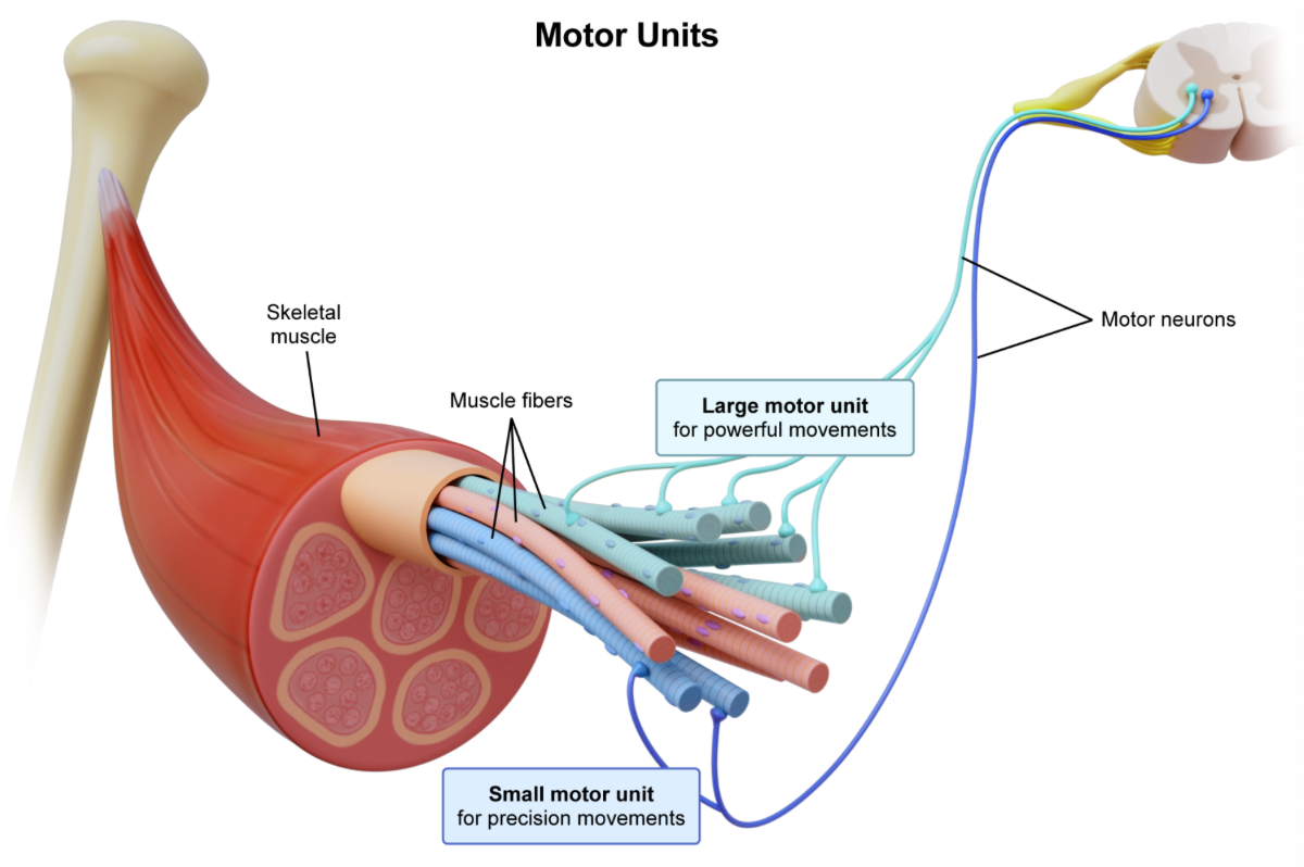 <p><strong>D. a motor unit is all the muscle fibers innervated by one motor neuron…</strong>small motor units include only a few muscle fibers and are used in precision movements, while large motor units include many muscle fibers and are used in powerful movements. </p>