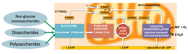 Carbohydrate Catabolism Overview