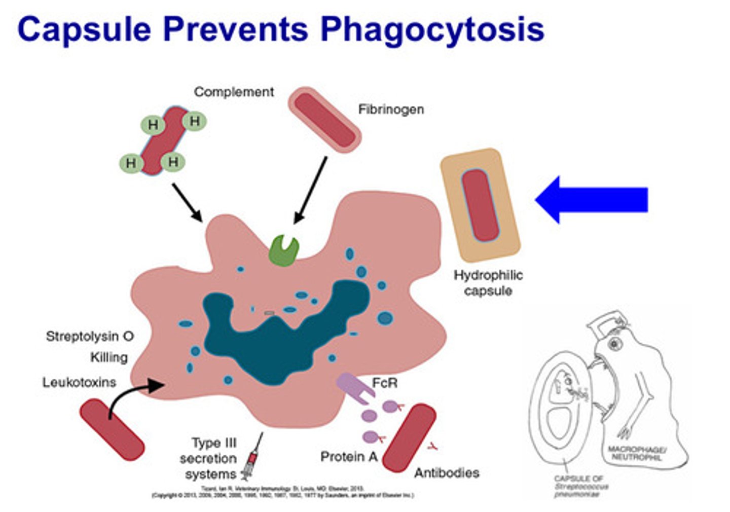 <p>hydrophillic capsule</p>