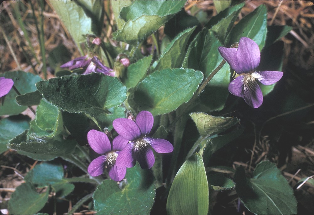 <p>wooly blue violet</p>