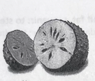<p>the soursop</p>