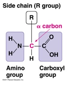 <p>C, H, N, O and sometimes S</p>