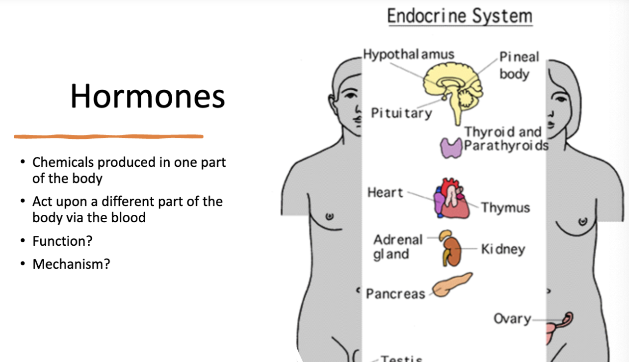 <p>ex of functions: heart rate -epinephrine </p>