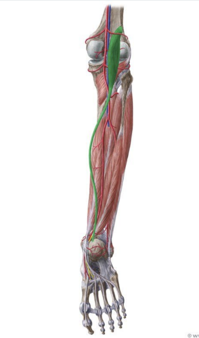 <p>MUSCLE:</p><p>ORIGIN:</p><p>INSERTION:</p><p>NERVE:</p><p>ACTION:</p>