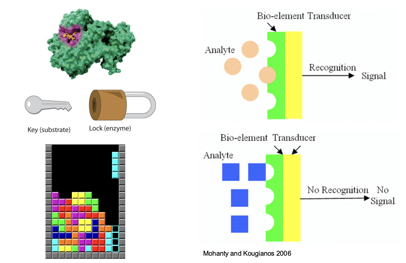 <ul><li><p><span style="background-color: inherit; line-height: 19.55px; color: windowtext;"><span>Enzyme specific for certain substrates (structure of active sites)</span></span><span style="line-height: 19.55px; color: windowtext;"><span> </span></span></p><ul><li><p>induced fit mode: shape of substrate may influenced by binding to active site</p></li><li><p>fit becomes closer as substrate and enzyme interact → not rigid structures → mold to some degree to each other</p></li></ul></li><li><p class="Paragraph SCXO117374795 BCX0" style="text-align: left;"><span style="background-color: inherit; line-height: 19.55px; color: windowtext;"><span>Specificity of enzyme is the basis of biosensors / bioengineering</span></span><span style="line-height: 19.55px; color: windowtext;"><span> </span></span></p></li><li><p class="Paragraph SCXO117374795 BCX0" style="text-align: left;"><span style="background-color: inherit; line-height: 19.55px; color: windowtext;"><span>Signals released when only the exact biological molecules can be detected </span></span><span style="line-height: 19.55px; color: windowtext;"><span> </span></span></p><ul><li><p class="Paragraph SCXO117374795 BCX0" style="text-align: left;"><span style="background-color: inherit; line-height: 19.55px; color: windowtext;"><span>Once they have identified and combined with certain molecule -> release signal</span></span><span style="line-height: 19.55px; color: windowtext;"><span> </span></span></p></li><li><p class="Paragraph SCXO117374795 BCX0" style="text-align: left;"><span style="background-color: inherit; line-height: 19.55px; color: windowtext;"><span>Wrong binding -> cannot bind -> no following reaction -> no signal</span></span><span style="line-height: 19.55px; color: windowtext;"><span> </span></span></p></li></ul></li></ul><p></p>