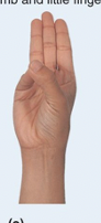 <p>Two structures cross over</p><p>Only happens at thumb and pinky finger</p>