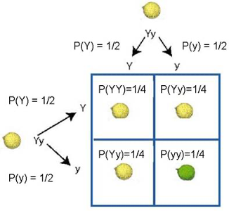 <p>Alleles are present for each trait and segregate during division</p><ul><li><p>Lowercase = recessive</p></li><li><p>Uppercase = dominant</p><ul><li><p>Happens during meiosis?</p></li></ul></li></ul><p></p>