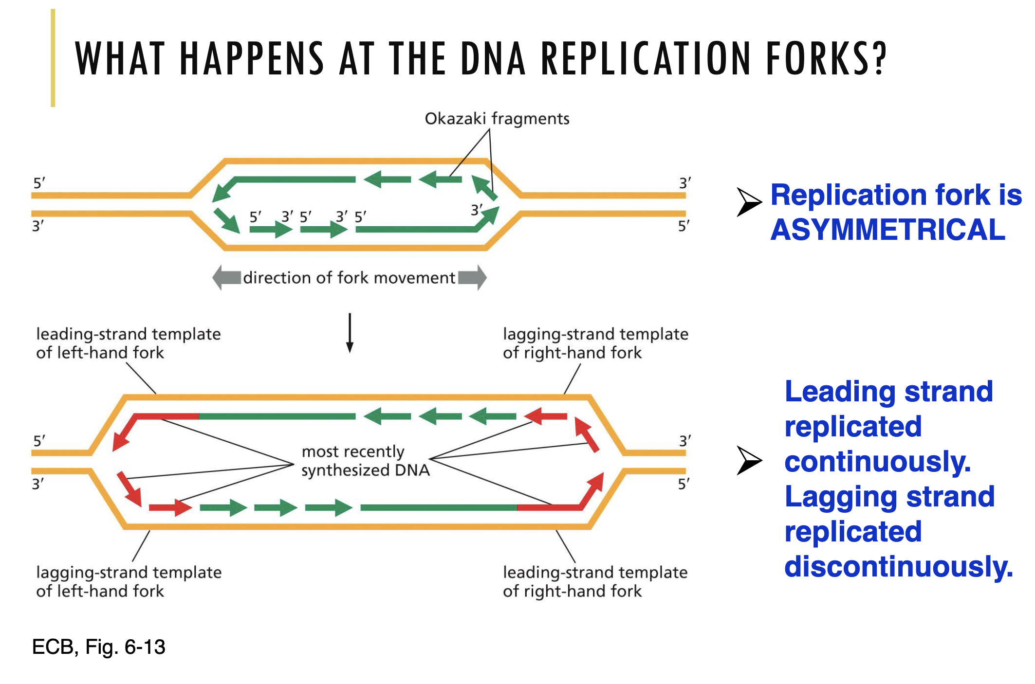 <p>This means that at the origin of replication, two replication forks are made that are in opposite directions. Hence, DNA replication is taking place in 2 directions from one point of initiation. Refer to the video to visualise this.</p><div data-youtube-video=""><iframe width="640" height="480" allowfullscreen="true" autoplay="false" disablekbcontrols="false" enableiframeapi="false" endtime="0" ivloadpolicy="0" loop="false" modestbranding="false" origin="" playlist="" src="https://www.youtube.com/embed/mYb5BOmpx38?si=iXgyYOUzlrCH9gNg" start="0"></iframe></div><p></p>