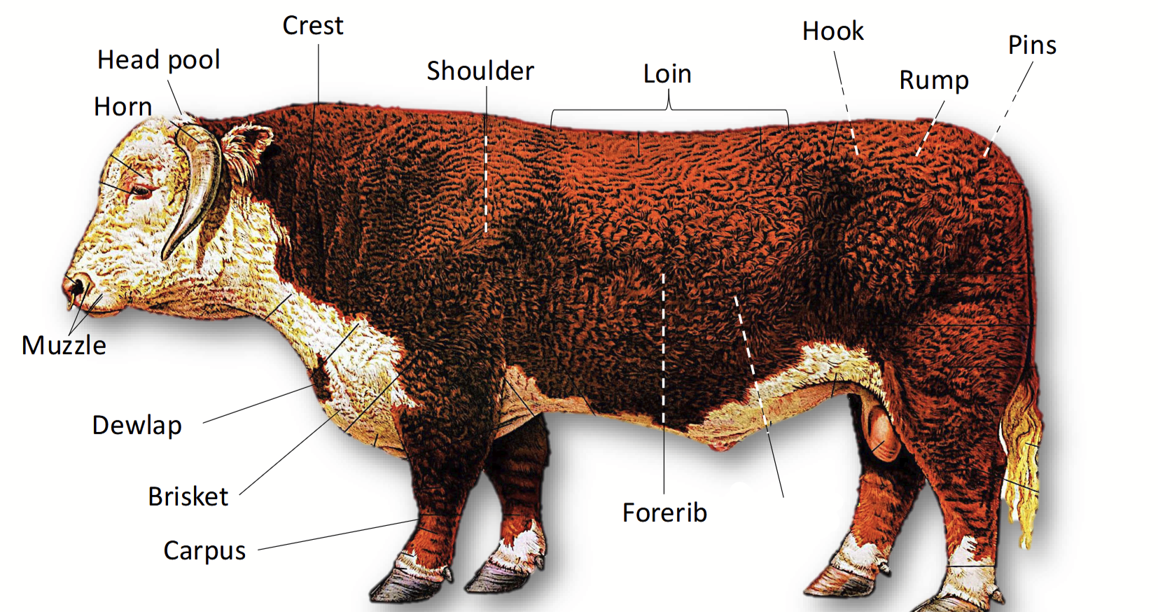 <p>In cattle, noted <strong>ventrally</strong> on the diagram; can be found both <strong>dorsally</strong> and <strong>ventrally</strong> and refers to the rumen (only at the left side of the cow).</p>
