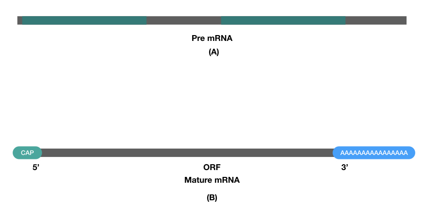 <p>A tail of adenine nucleotides added to the 3' end of mRNA to protect it from degradation.</p>